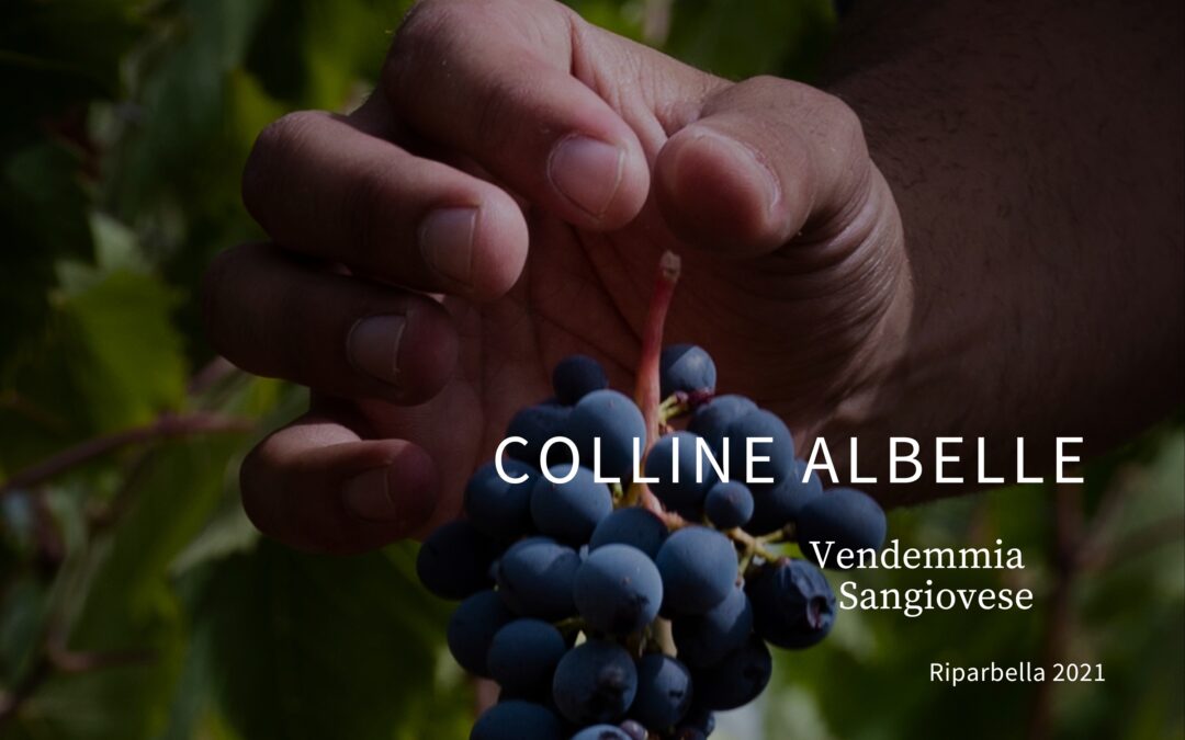 Colline Albelle – Vendemmia Sangiovese