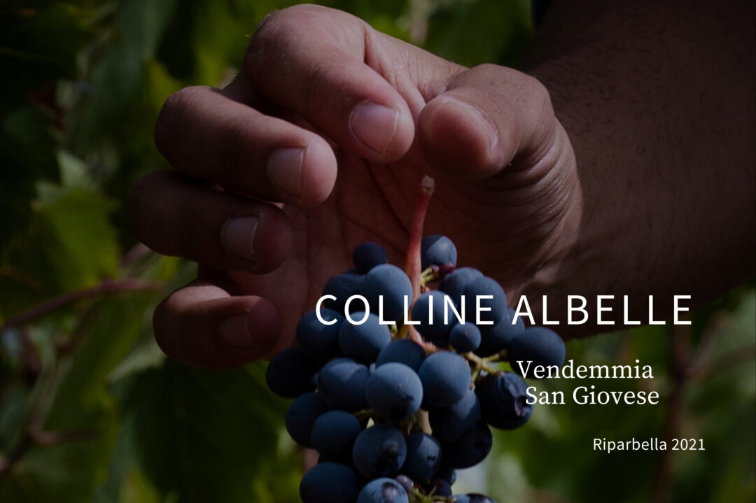 Colline Albelle – Vendemmia San Giovese